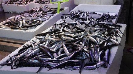 Karadenizde bu yıl hamsi erken tükendi Karadenizde bu yıl hamsi erken tükendi