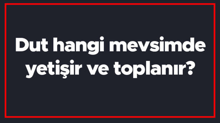 Dut hangi mevsimde yetişir ve toplanır Dut en taze hangi ayda markette olur ve bulunur Dut hangi mevsimde yetişir ve toplanır Dut en taze hangi ayda markette olur ve bulunur