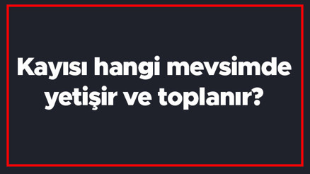 Kayısı hangi mevsimde yetişir ve toplanır Kayısı en taze hangi ayda markette olur ve bulunur