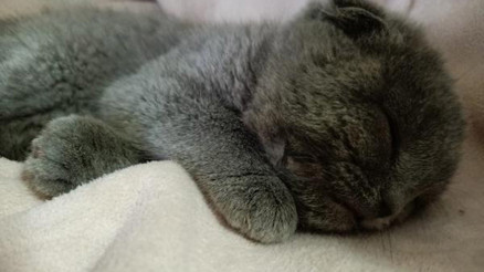 Eşine kızıp kediyi duvara fırlatan kocaya 1500 TL ceza Eşine kızıp kediyi duvara fırlatan kocaya 1500 TL ceza