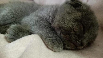 Eşine kızıp kediyi duvara fırlatan kocaya 1500 TL ceza Eşine kızıp kediyi duvara fırlatan kocaya 1500 TL ceza