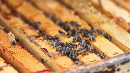 Kuraklık balı vurdu