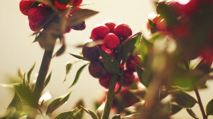 Yılbaşı çiçeği kokinanın anlamı nedir İşte kokinanın bakımı ve hikayesi