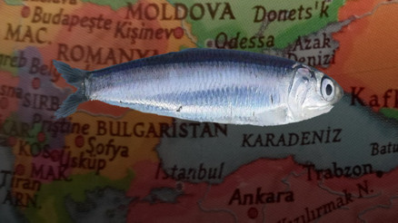 Hamsi firarda Neden gidiyorlar Balık her zaman doğrusunu yaptı...