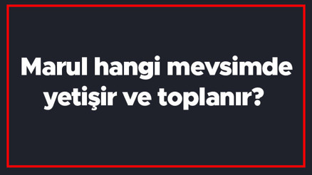 Marul hangi mevsimde yetişir ve toplanır Marul en taze hangi ayda markette olur ve bulunur Marul hangi mevsimde yetişir ve toplanır Marul en taze hangi ayda markette olur ve bulunur