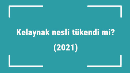 Kelaynak nesli tükendi mi (2021)