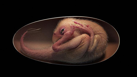 Mükemmel şekilde korunmuş dinozor embriyosu bulundu... En az 66 milyon yaşında