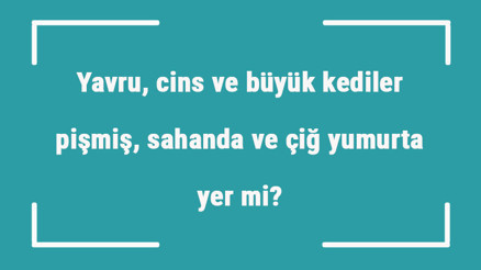 Yavru, cins ve büyük kediler pişmiş, sahanda ve çiğ yumurta yer mi