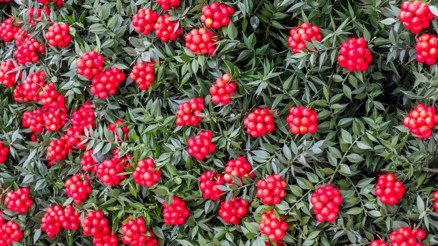 Yılbaşı Çiçeğinin Özelliği Nedir, Şans Getirir Mi Yılbaşı Çiçeği Kokinanın Hikayesi