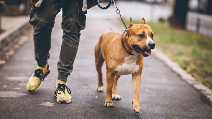 Gündem pitbull saldırıları... Suçlu hayvanlar mı yoksa sahipleri mi Gündem pitbull saldırıları... Suçlu hayvanlar mı yoksa sahipleri mi