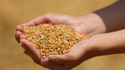 Türkiye, tarım ve buğday ürünleri ihracatında dünyada birinci sırada