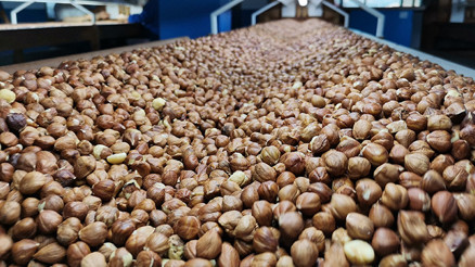 ABye fındık ihracatında sevindiren gelişme