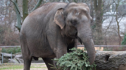 Berlin Hayvanat Bahçesi’nin yeni yıl geleneği: Satılamayan ağaçlar hayvanlara veriliyor