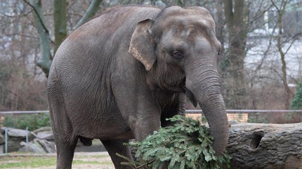 Berlin Hayvanat Bahçesinin yeni yıl geleneği: Satılamayan ağaçlar hayvanlara veriliyor
