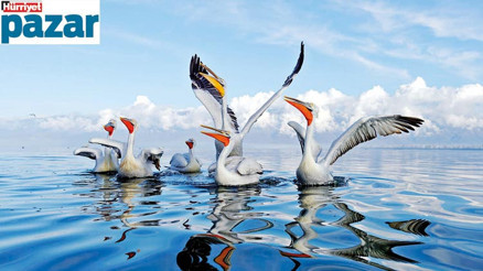 100 nadir canlı için dönüm noktası 100 nadir canlı için dönüm noktası