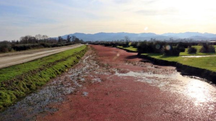 Kızılırmakta tedirgin eden görüntü