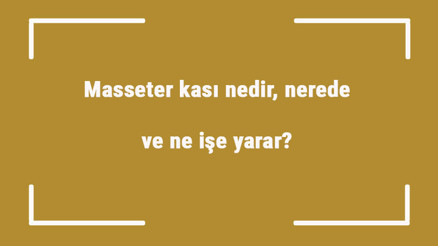 Masseter kası nedir, nerede ve ne işe yarar Masseter kası botoksu neden yaptırılır