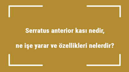 Serratus anterior kası nedir, ne işe yarar ve özellikleri nelerdir