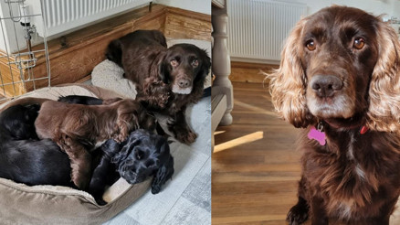 Çalınan köpeklerine 8 yıl sonra kavuştular