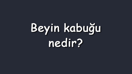 Beyin kabuğu nedir Beyin kabuğunun görevleri, yapısı ve özellikleri
