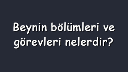 Beynin bölümleri ve görevleri nelerdir Beynin bölümlerinin fonksiyonları