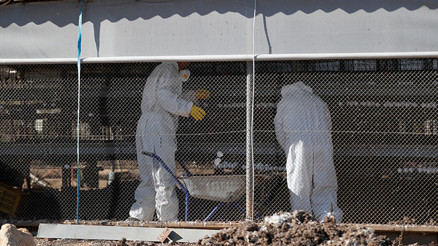 İsrail’de kuş gribi paniği büyüyor: 18 bin 700 tavukta daha tespit edildi