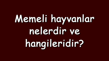 Memeli hayvanlar nelerdir ve hangileridir Memeli hayvanlar kaça ayrılır ve özellikleri Memeli hayvanlar nelerdir ve hangileridir Memeli hayvanlar kaça ayrılır ve özellikleri