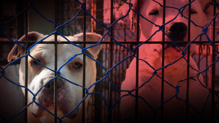 Son dakika: Tarım ve Orman Bakanlığı açıkladı: 20 bin 843 adet köpek kayıt altına alındı