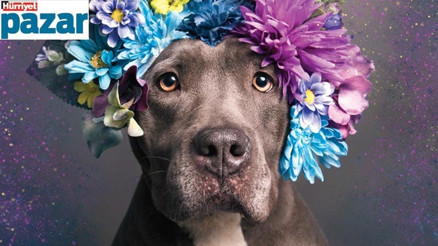 “Haberler bu köpeklerin canavar olduğu algısını yaratıyor”