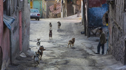 Hacı Bayram sakinleri köpeklerden tedirgin