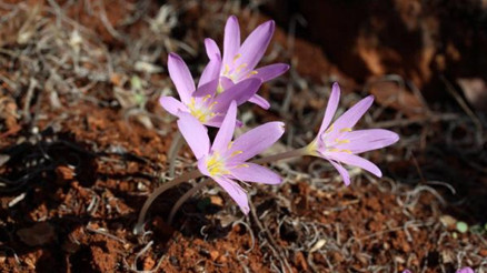 Antalyanın 5 antik kentinin 5 endemik bitkisi koruma altında Antalyanın 5 antik kentinin 5 endemik bitkisi koruma altında