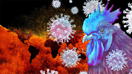 Güney Korede kuş gribi alarmı... Yaklaşık yarım milyon tavuk itlaf edilecek