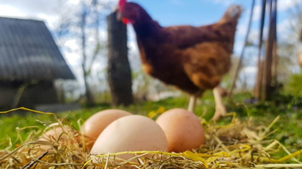 Ordu’da örnek proje
