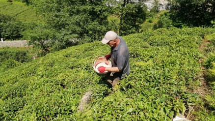 ÇAYKURdan yaş çay alım fiyatıyla ilgili açıklama