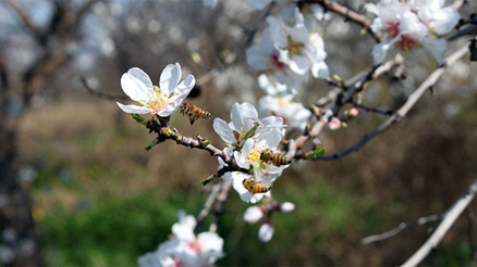 İlk cemre ne zaman düşecek İşte 2022 cemre düşme tarihleri İlk cemre ne zaman düşecek İşte 2022 cemre düşme tarihleri