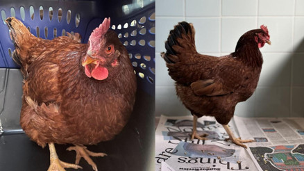 Pentagonda güvenlikli bölgeye giren tavuk yakalandı