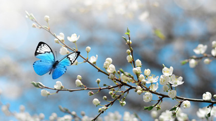 İlk cemre ne zaman düşecek 2022 cemre düşme tarihleri İlk cemre ne zaman düşecek 2022 cemre düşme tarihleri