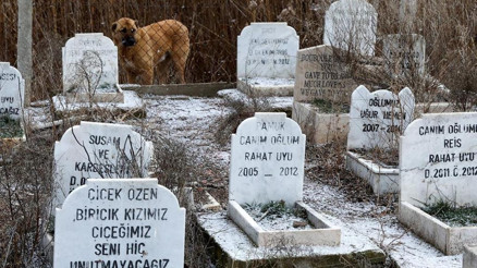 MHP’li Ilıkan’dan ‘Hayvan mezarlığı kurulsun’ önerisi MHP’li Ilıkan’dan ‘Hayvan mezarlığı kurulsun’ önerisi