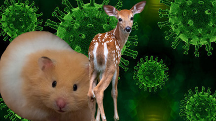 Korkulu rüya gerçek mi olacak Omicron kapan geyikler ve korona bulaştıran hamsterlar bilim insanlarını telaşlandırdı Korkulu rüya gerçek mi olacak Omicron kapan geyikler ve korona bulaştıran hamsterlar bilim insanlarını telaşlandırdı