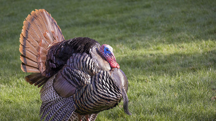 ABD’de kuş gribi alarmı: 29 bin hindi itlaf edildi