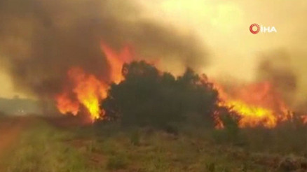 Arjantin’de orman yangını: 335 bin hektarlık alan kül oldu