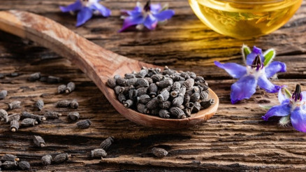 Hodan Nedir, Neye Faydalıdır İşte, Hodan Otu ve Yağı Faydaları