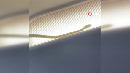 Malezya’da uçağa yılan girdi, acil iniş yapıldı