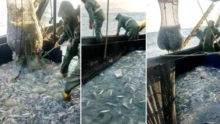 Ağlar denizanasıyla doldu; üniversiteden dokunmayın uyarısı geldi