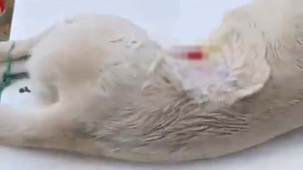 Köpeğe anestezisiz kısırlaştırma operasyonu iddiası Soruşturma başlatıldı