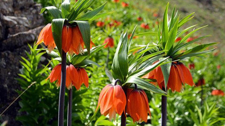 İlk cemre ne zaman düşüyor 2022de 1.cemre ne zaman düşecek İşte cemre düşme tarihleri İlk cemre ne zaman düşüyor 2022de 1.cemre ne zaman düşecek İşte cemre düşme tarihleri