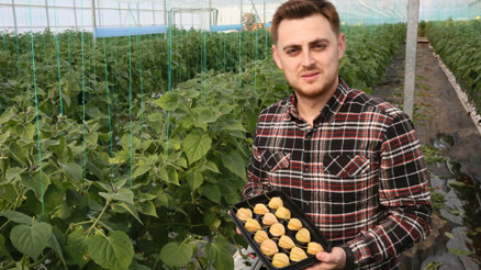 Hasat başladı... Fiyatı altınla yarışıyor 100 gramı 40 TLden satışa sunuluyor