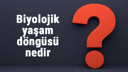 Biyolojik yaşam döngüsü nedir ve nasıl gerçekleşir Yaşam döngüsünün aşamaları, evreleri ve özellikleri