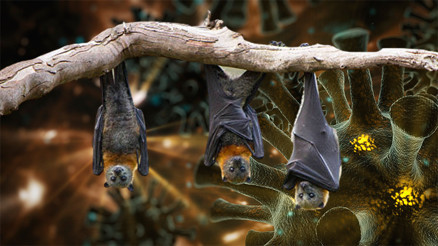 Son dakika... Yarasalarda 3 yeni koronavirüs bulundu Son dakika... Yarasalarda 3 yeni koronavirüs bulundu