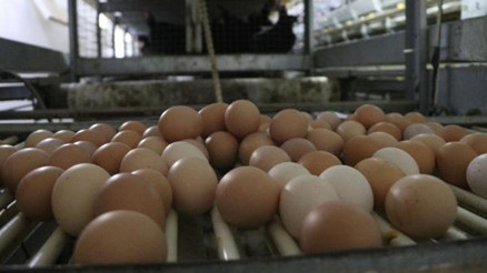 Yumurta kabuklarında salmonella bakterisi uyarısı
